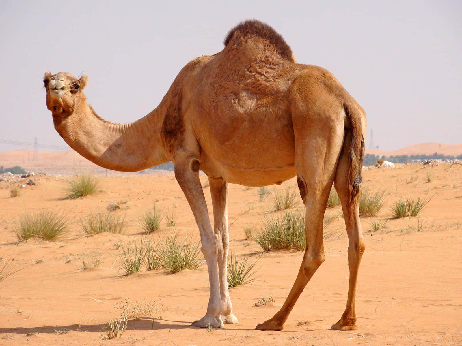 Entrött Men Upprätt Kamel I En Sanddyna
