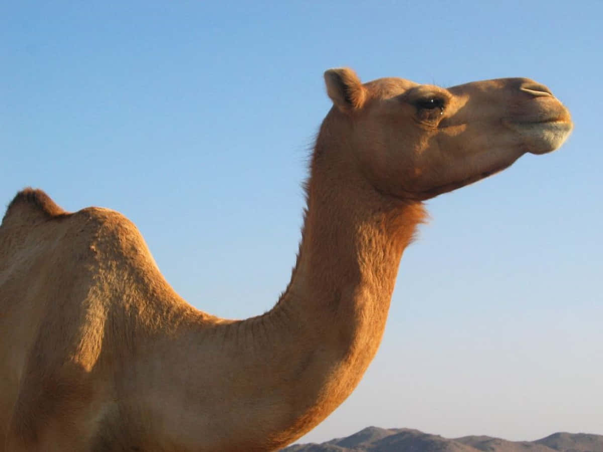 A camel looking out into the desert