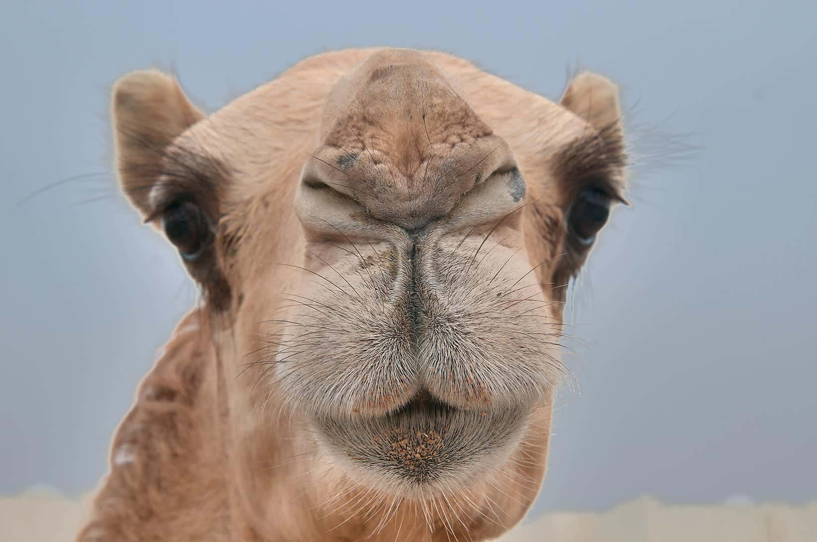 An up close look at a majestic dromedary camel