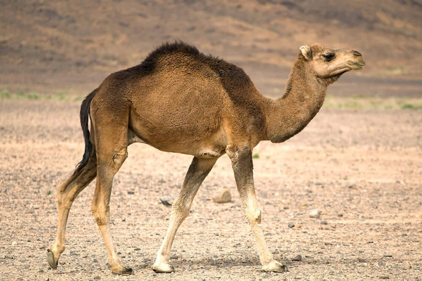 Taking A Ride on a Dromedary Camel