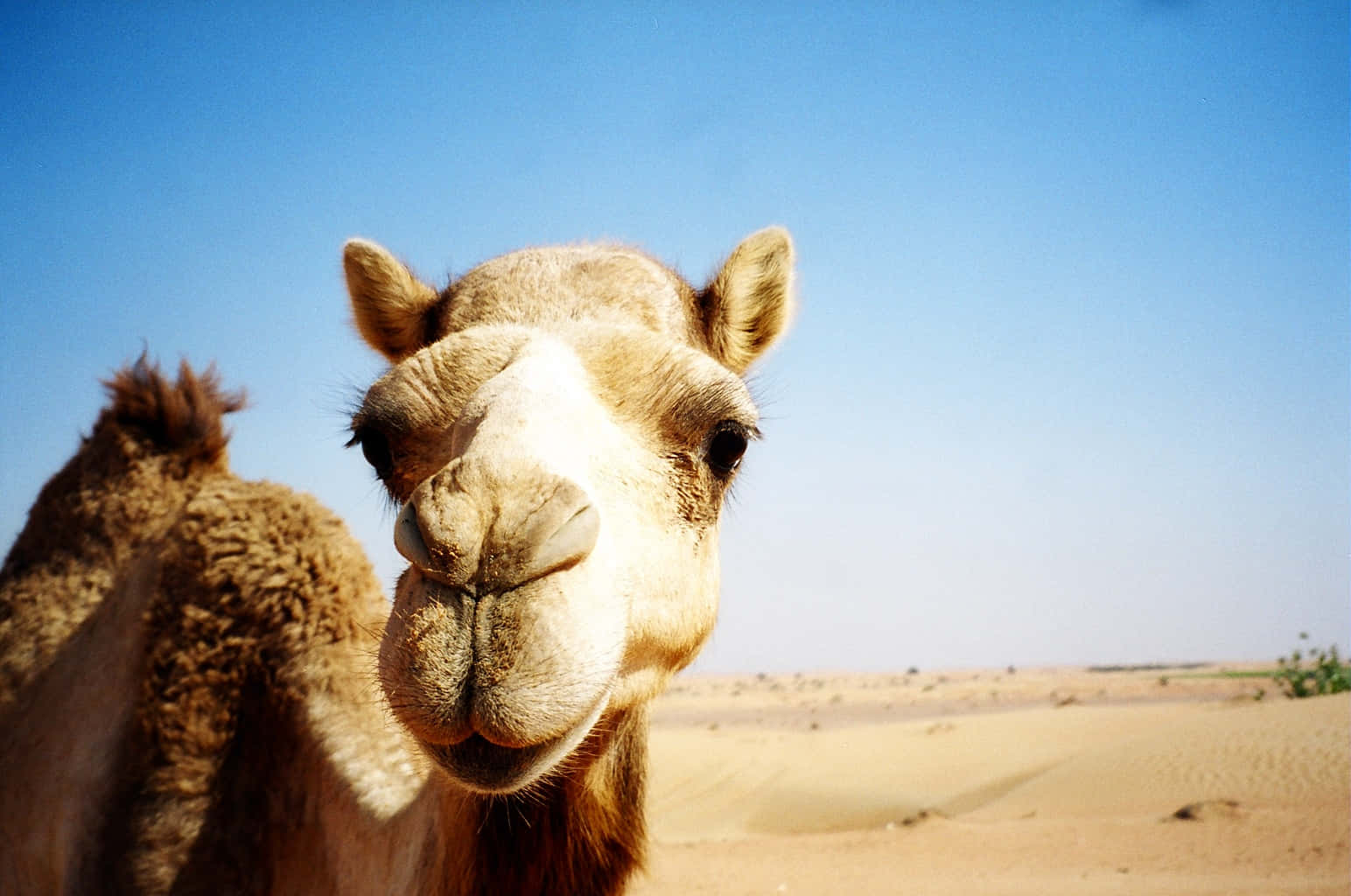 A majestic, gold-brown camel standing in the desert sand.