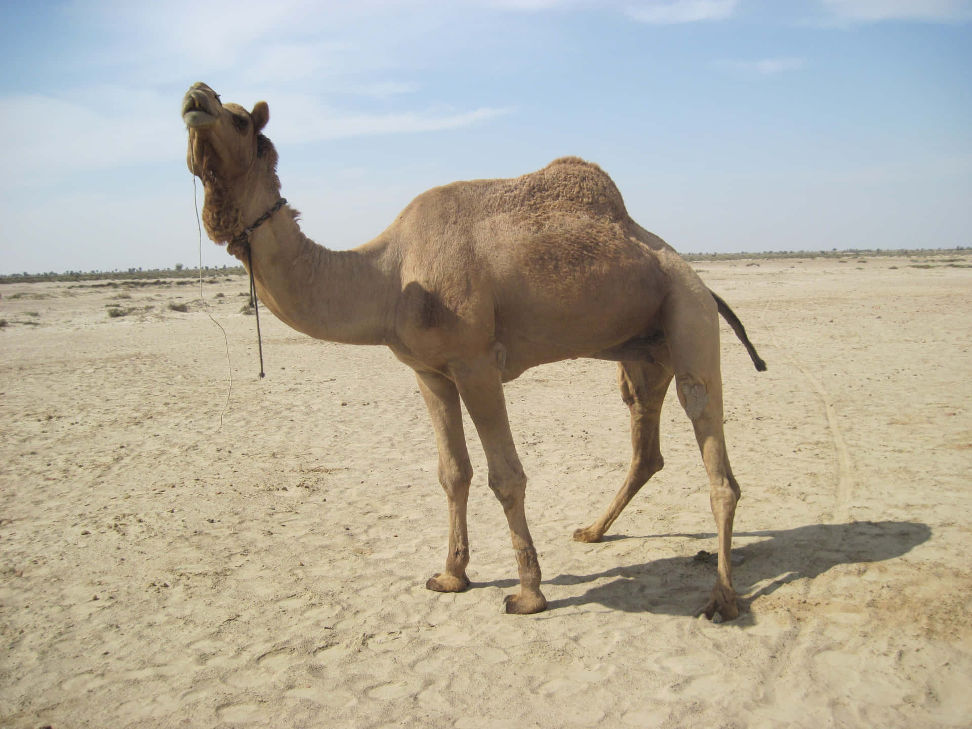 Camelosem Seu Habitat Natural