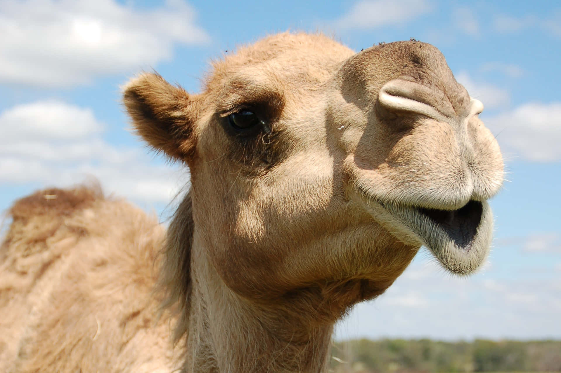 Experience The Beautiful Nature of the Desert With A Camel
