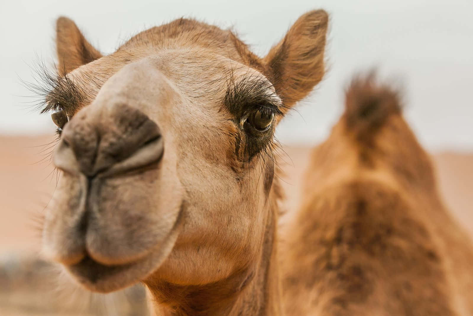Ansichteines Niedlichen Kamels, Das Sich In Den Küstendünen Von Marokko Entspannt.