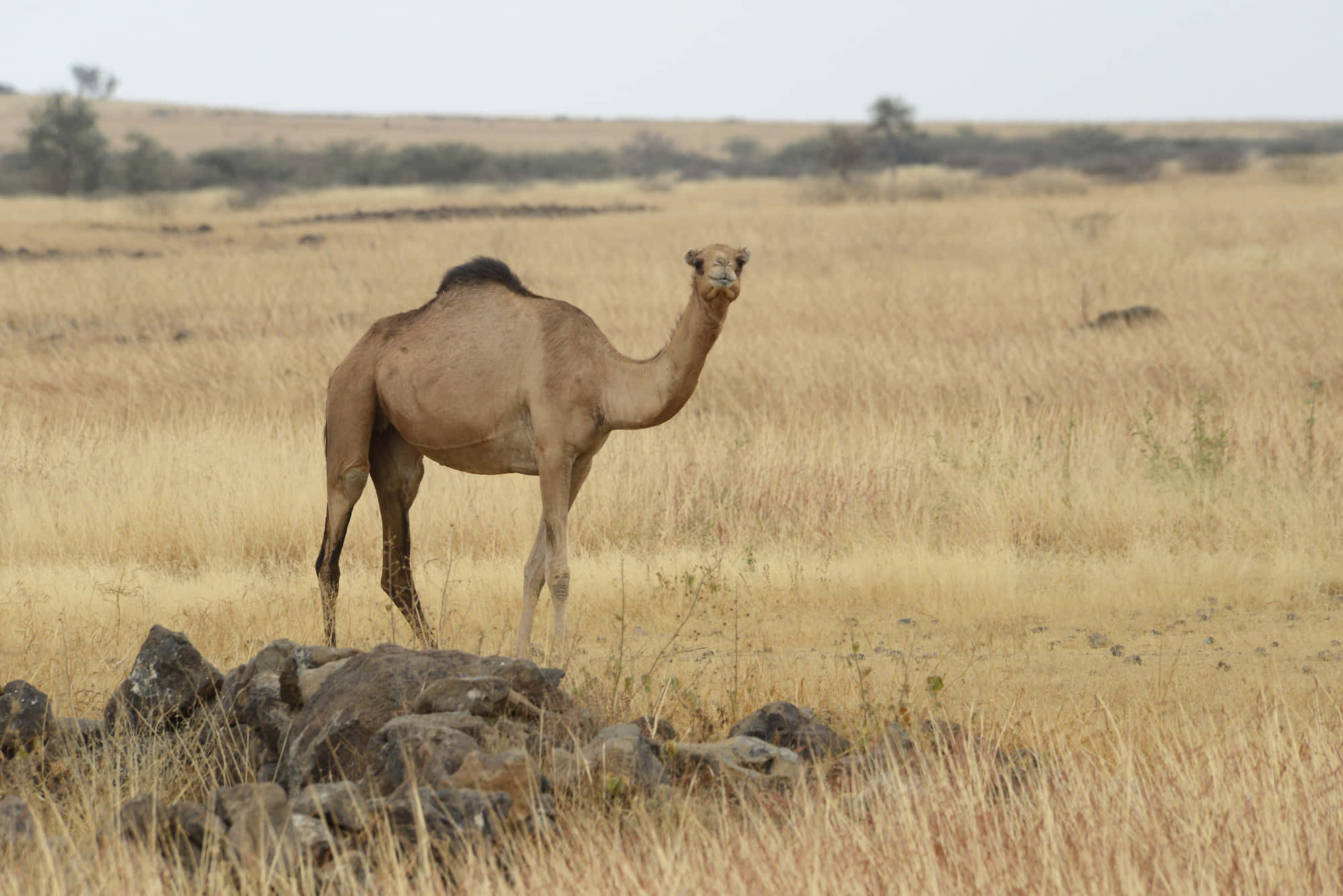 A Camel Standing in a Desert