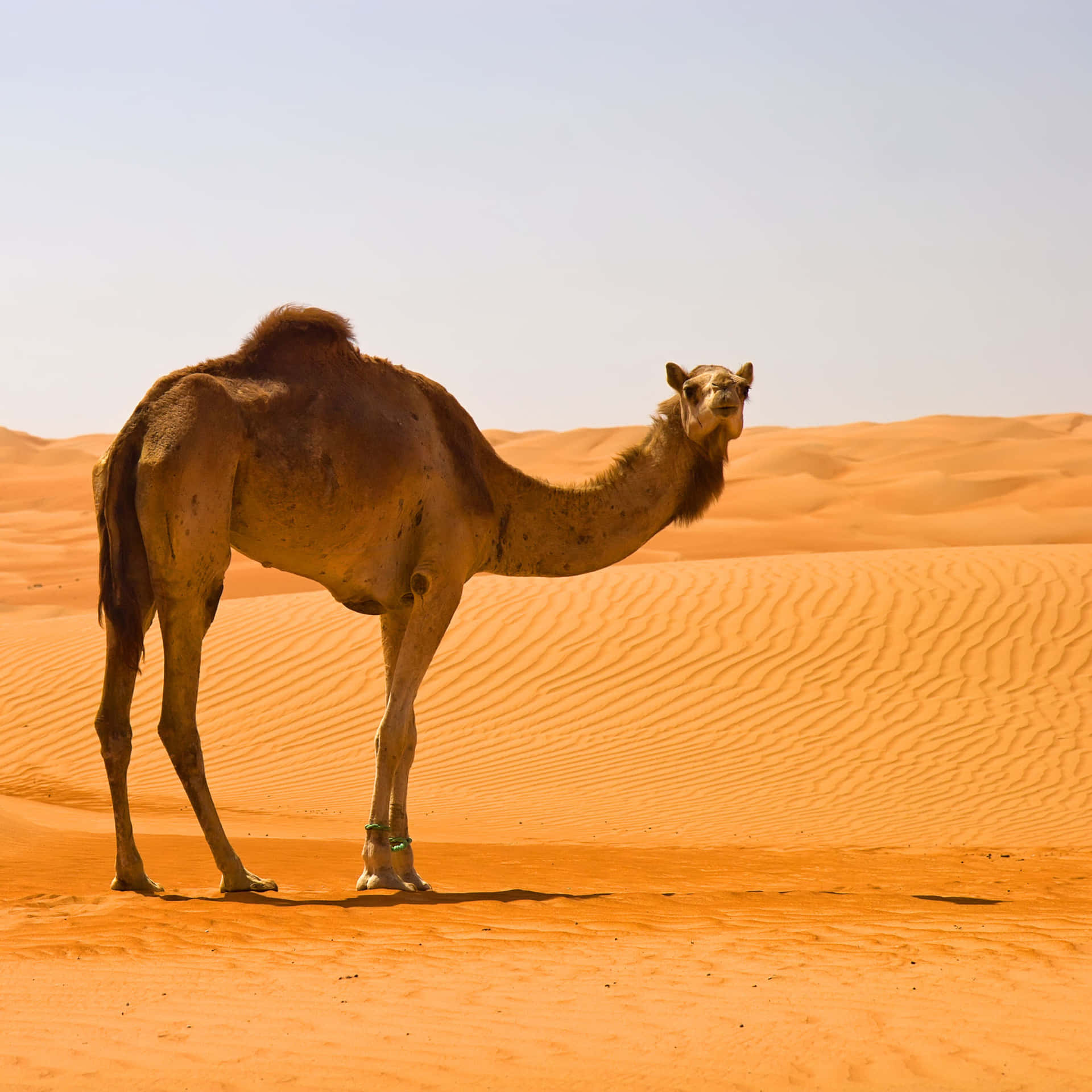 Enjoy the beauty of nature with a camel ride in the desert