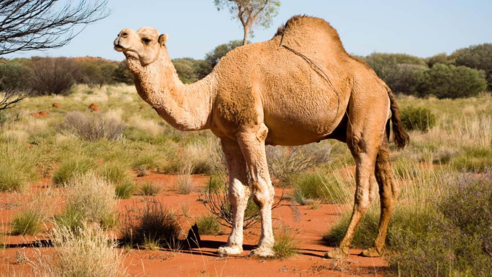 Einenahaufnahme Von Einer Majestätischen Palm-kamel.