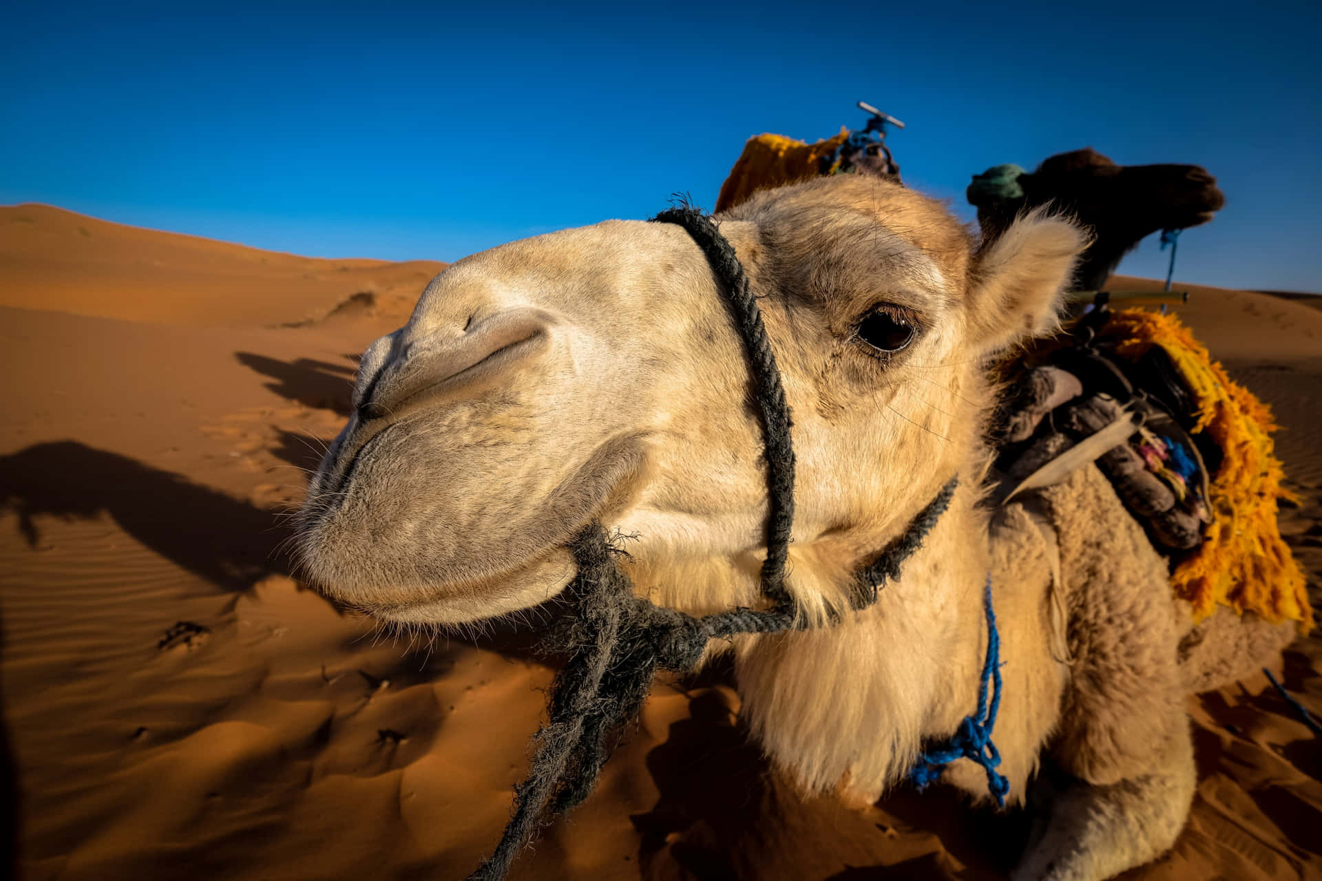 Riding the Dunes in the Arabian Desert