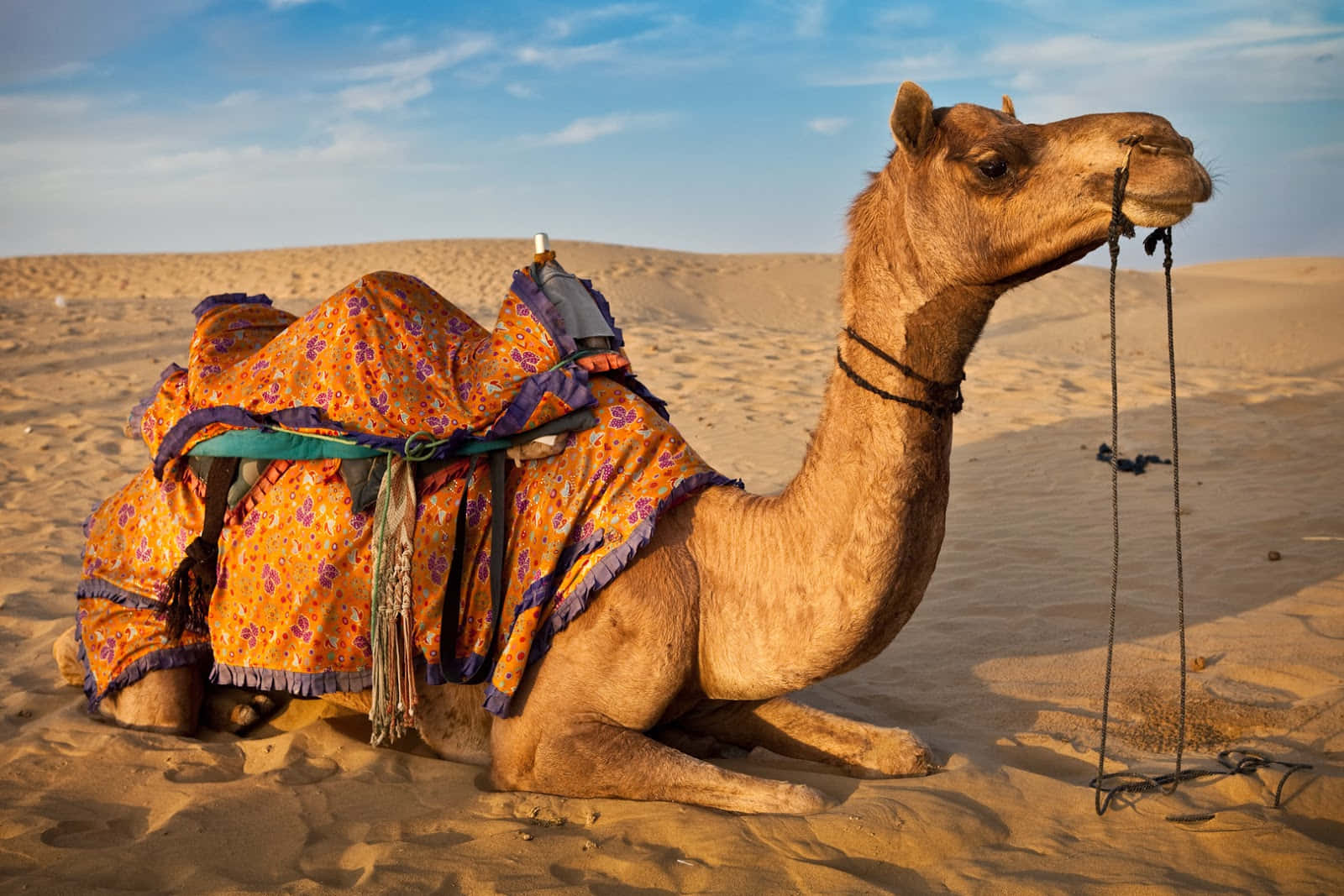 Colorful Camel Caravan in Desert