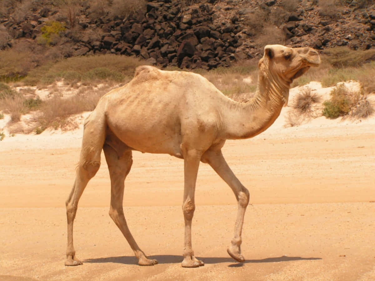A beautiful camel walking through a desert in the Middle East