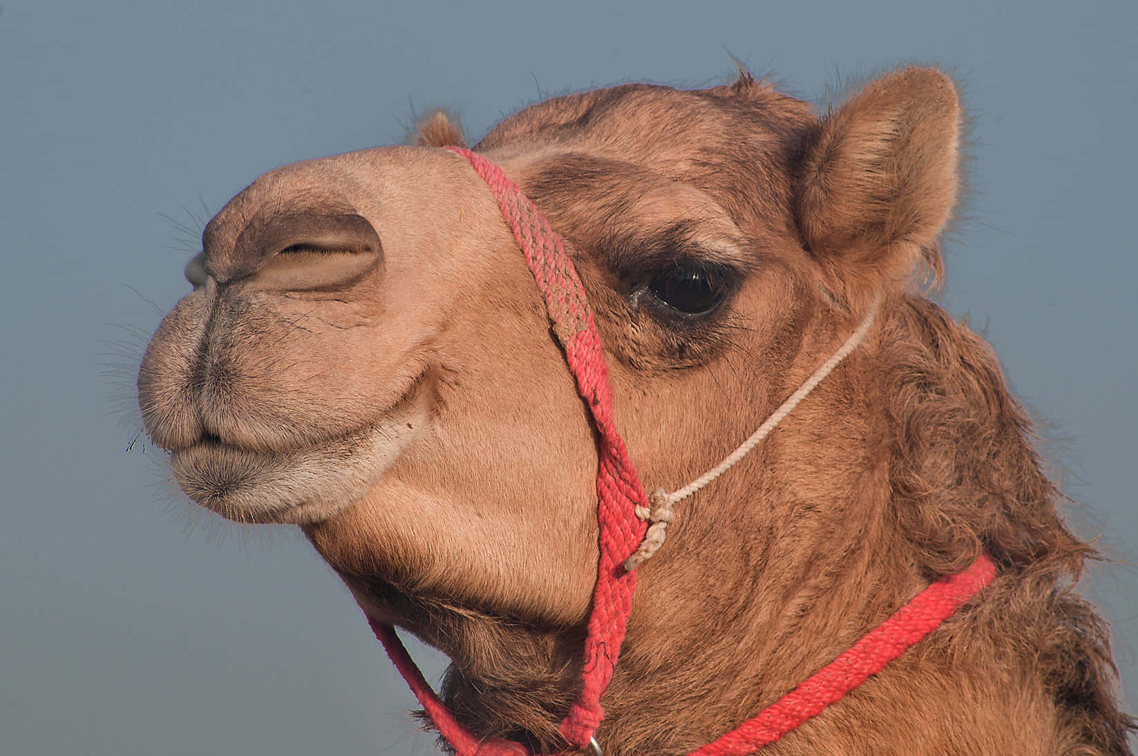 A Camel Wanders Across the Dry Desert Landscape