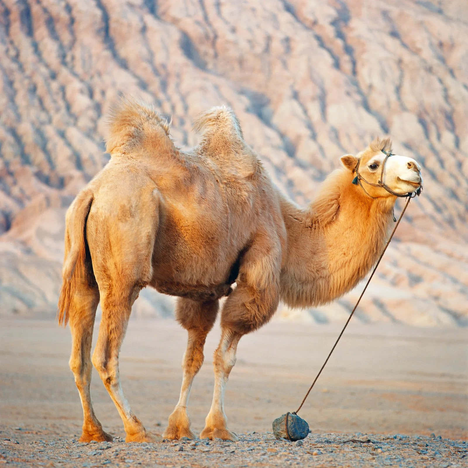 Take a leisurely journey through the desert and admire the serene beauty of the camel