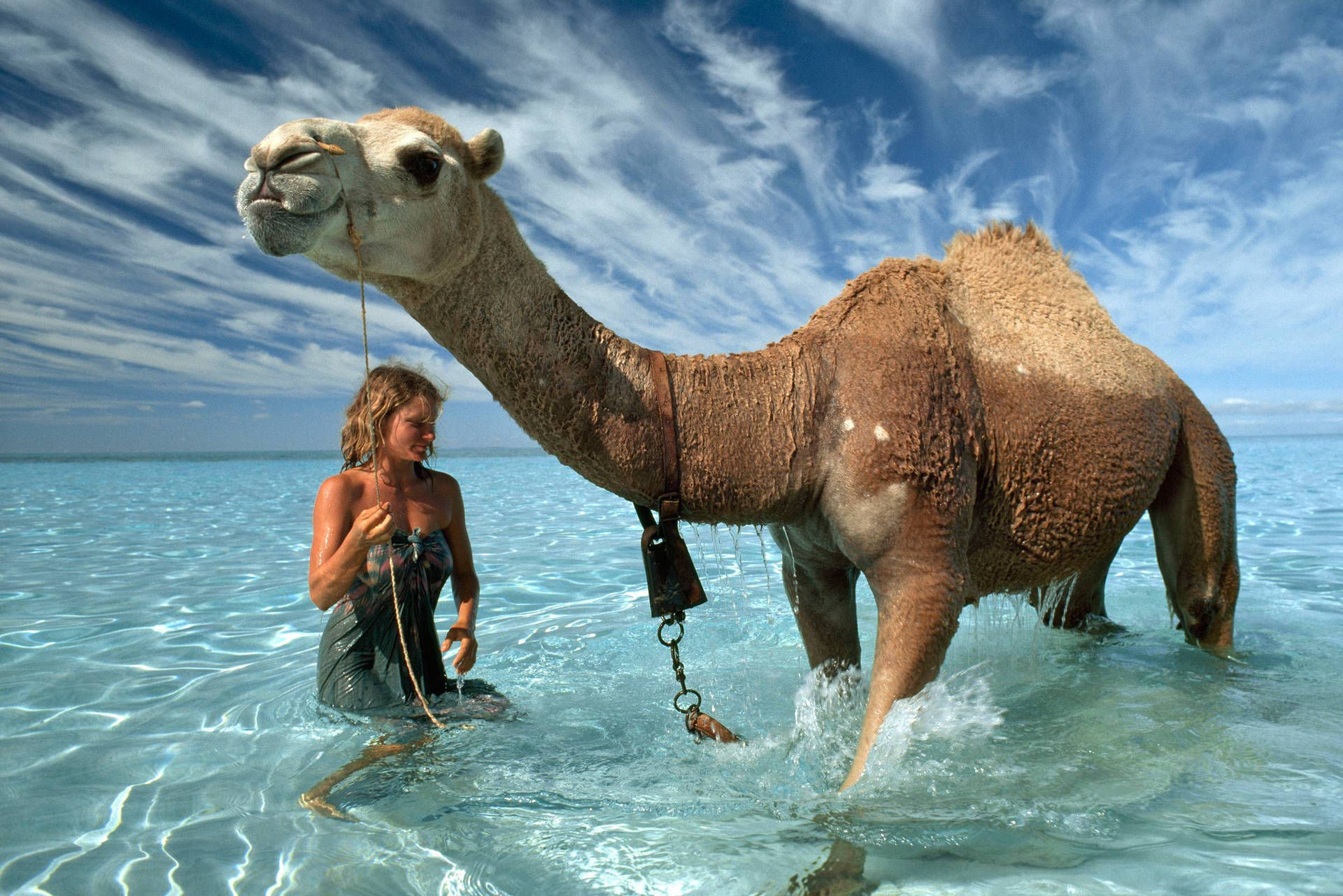 Camel Taking A Bath Wallpaper