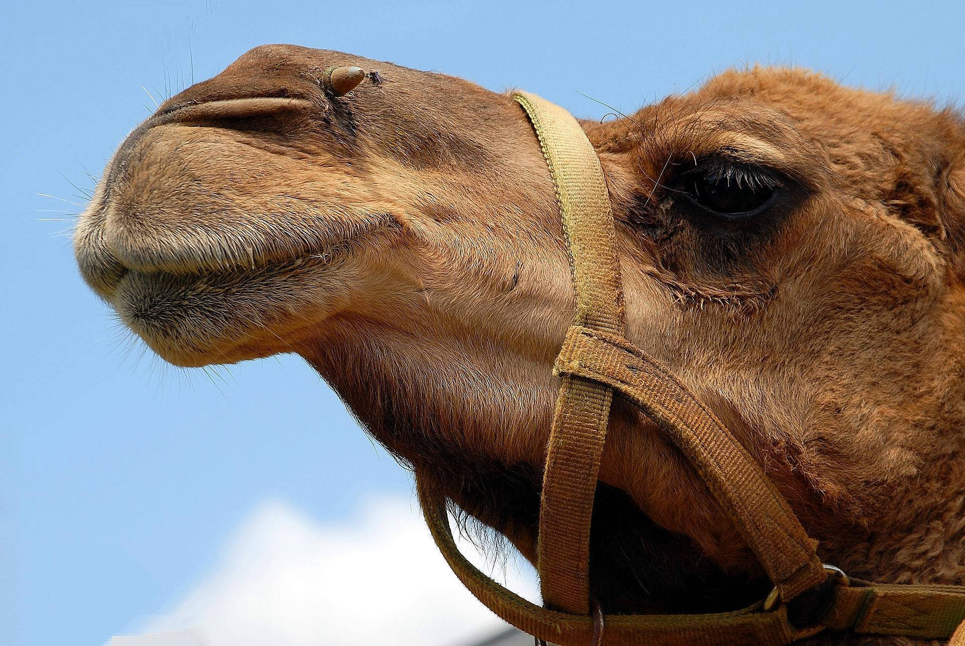Camel With Muzzle Wallpaper