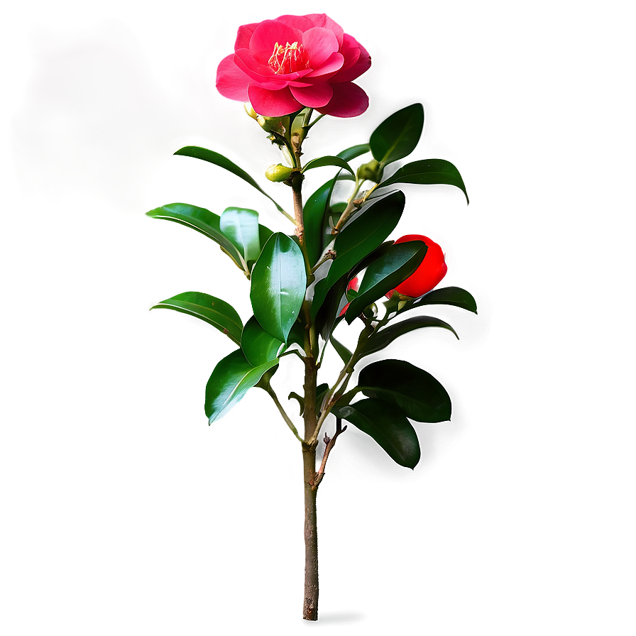 Camellia Flower Bush Png 06122024 PNG