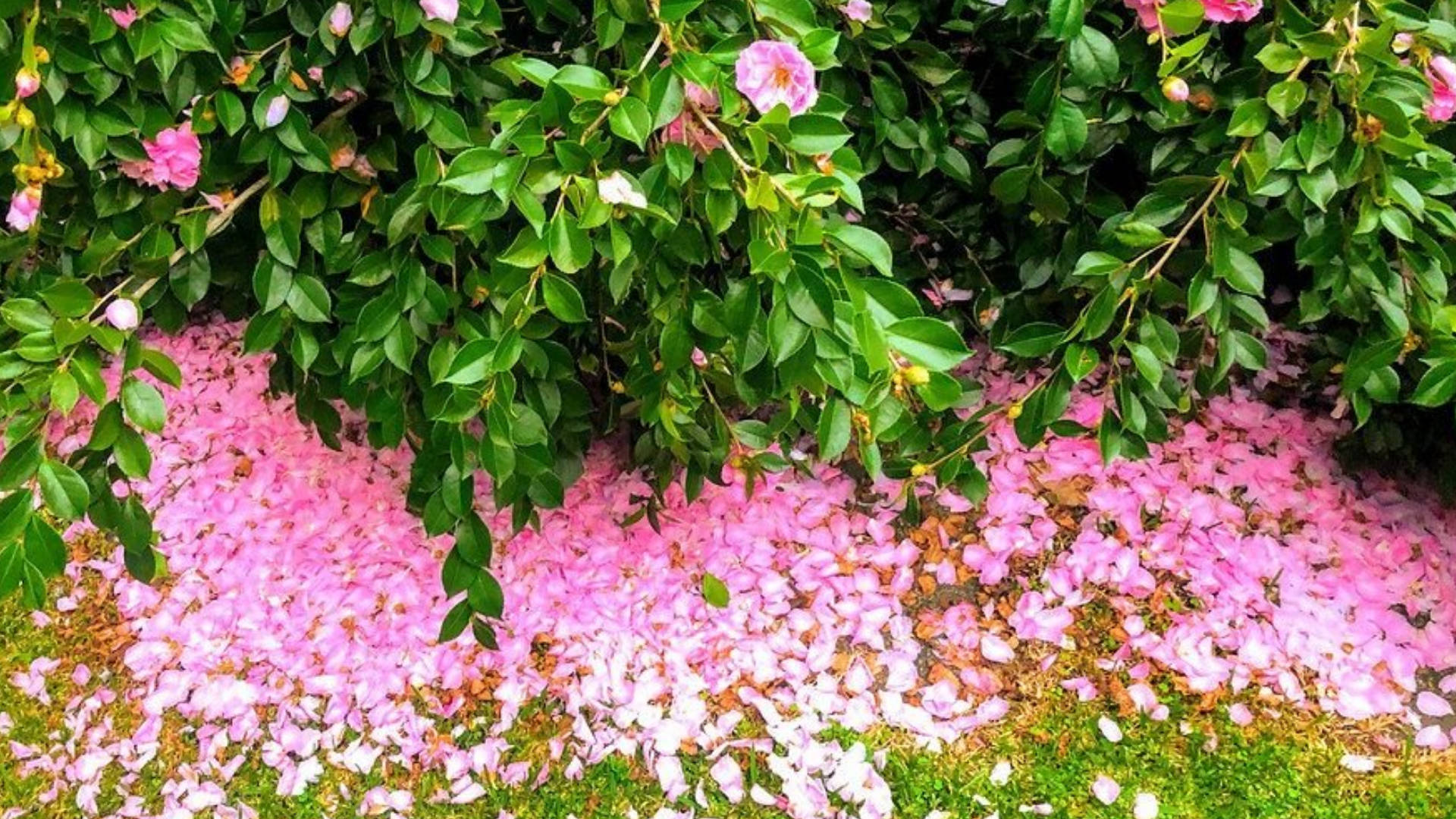 "A Moment of Beauty: Camellia Sasanqua with Fallen Petals" Wallpaper