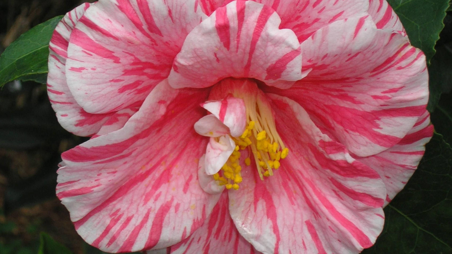 Camellia Sasanqua Blomst Skønhed drager øjet. Wallpaper