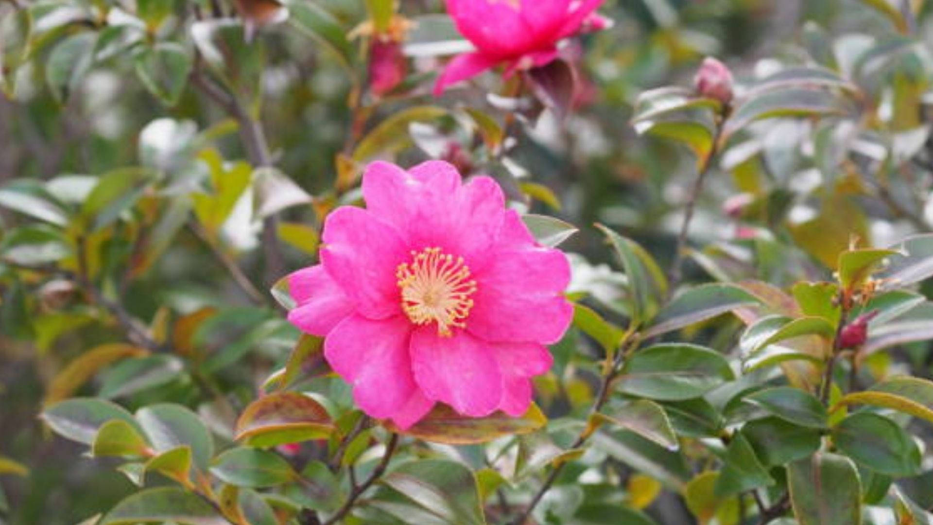 Jardínde Flores De Camellia Sasanqua Fondo de pantalla