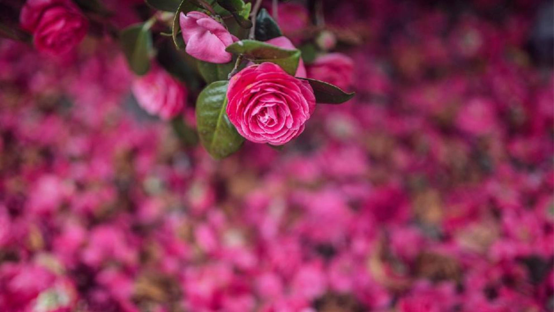 Delicate Blooms of Camellia Sasanqua Wallpaper
