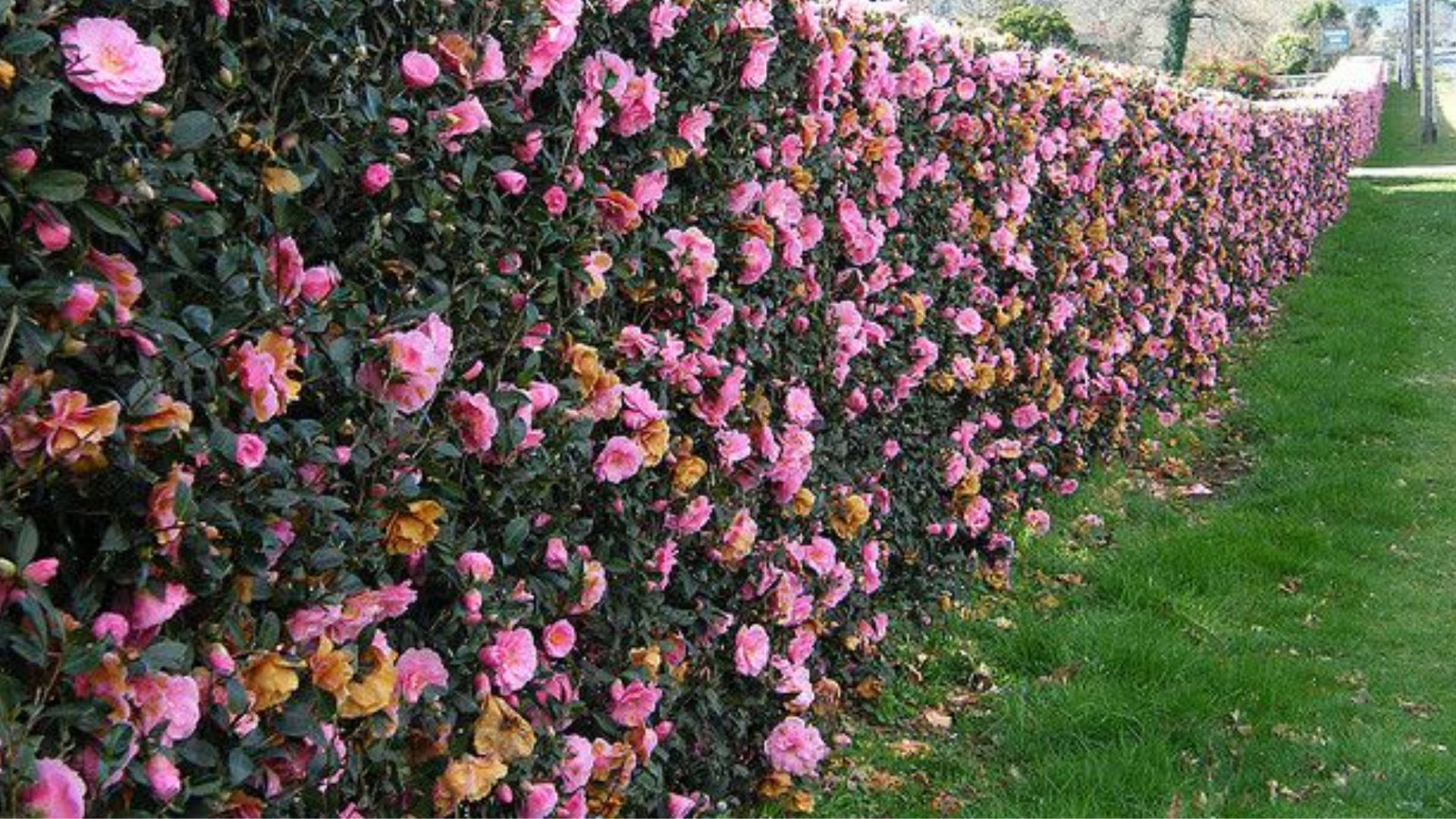 Download Camellia Sasanqua Flowers Block Wallpaper 