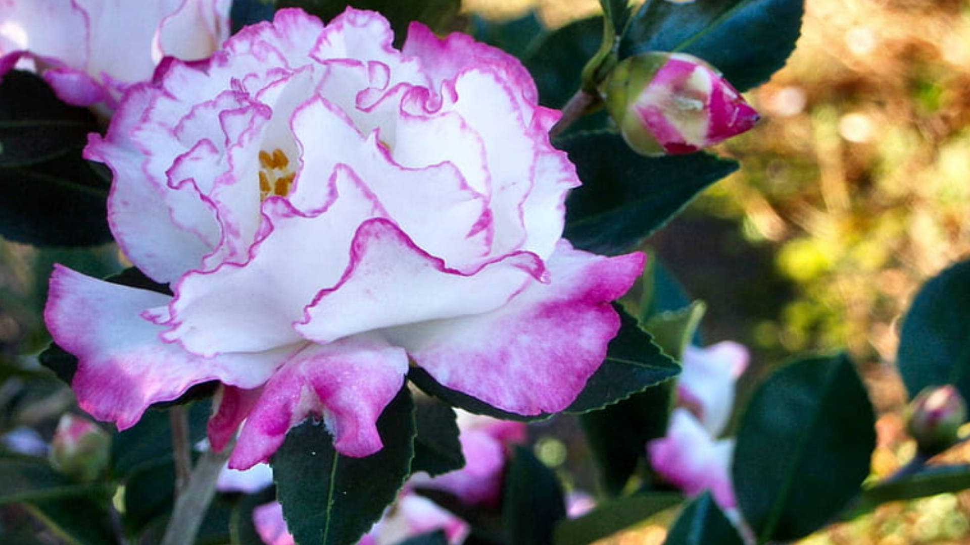 Camellia Sasanqua I fuld blomst Wallpaper