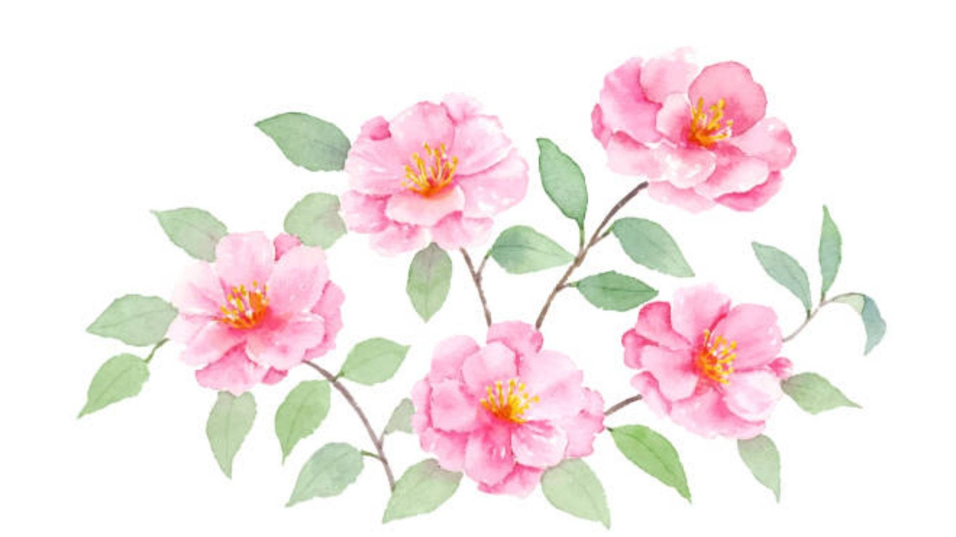 Camelliasasanqua I Akvarell. Wallpaper