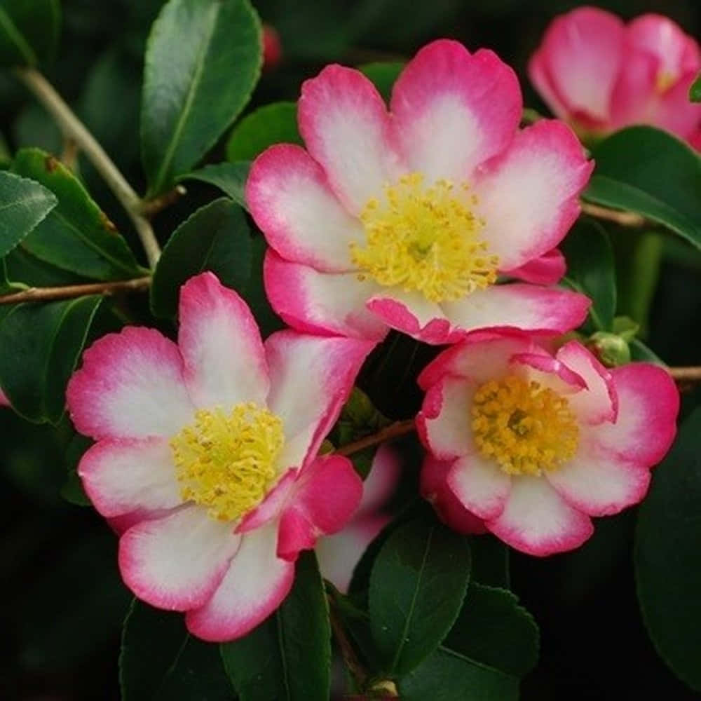 Enblommande Camellia Sasanqua Blomma