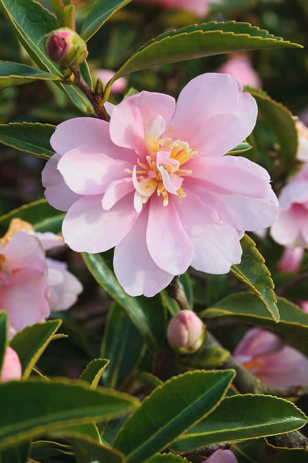 Denlivfulla Skönheten Hos Camellia Sasanqua