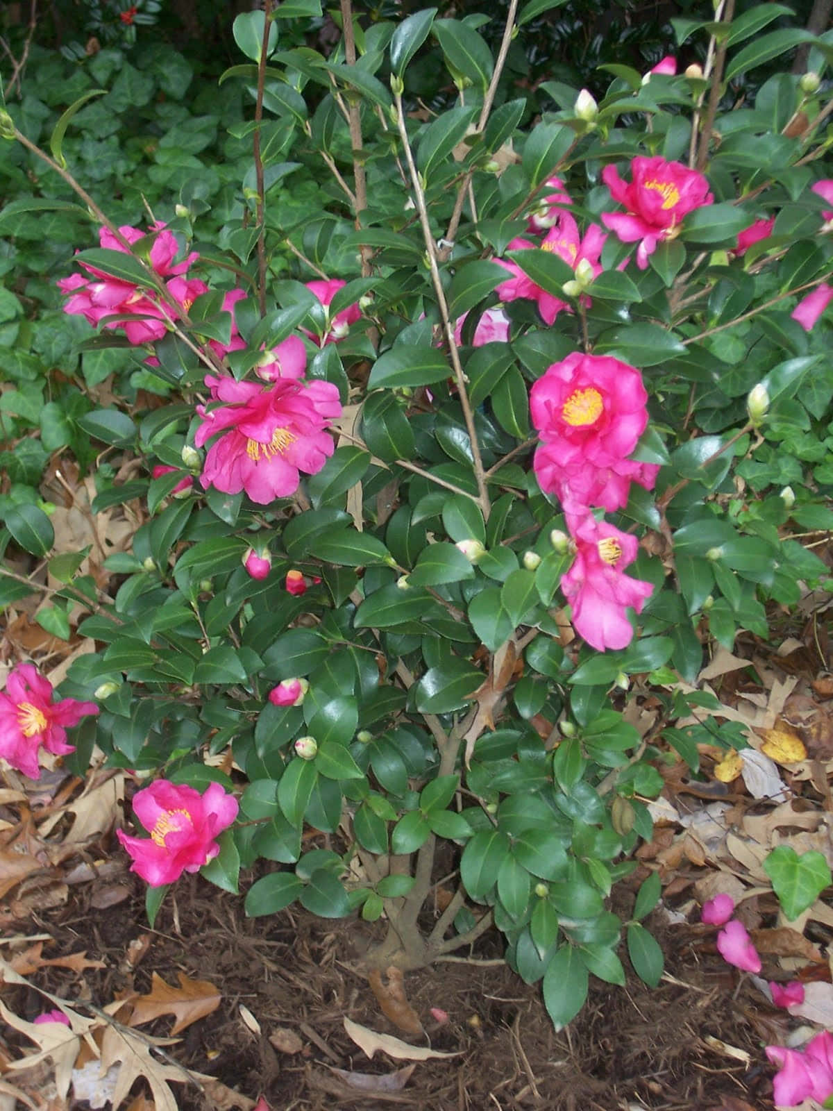 A Pink Flowering Bush In The Ground