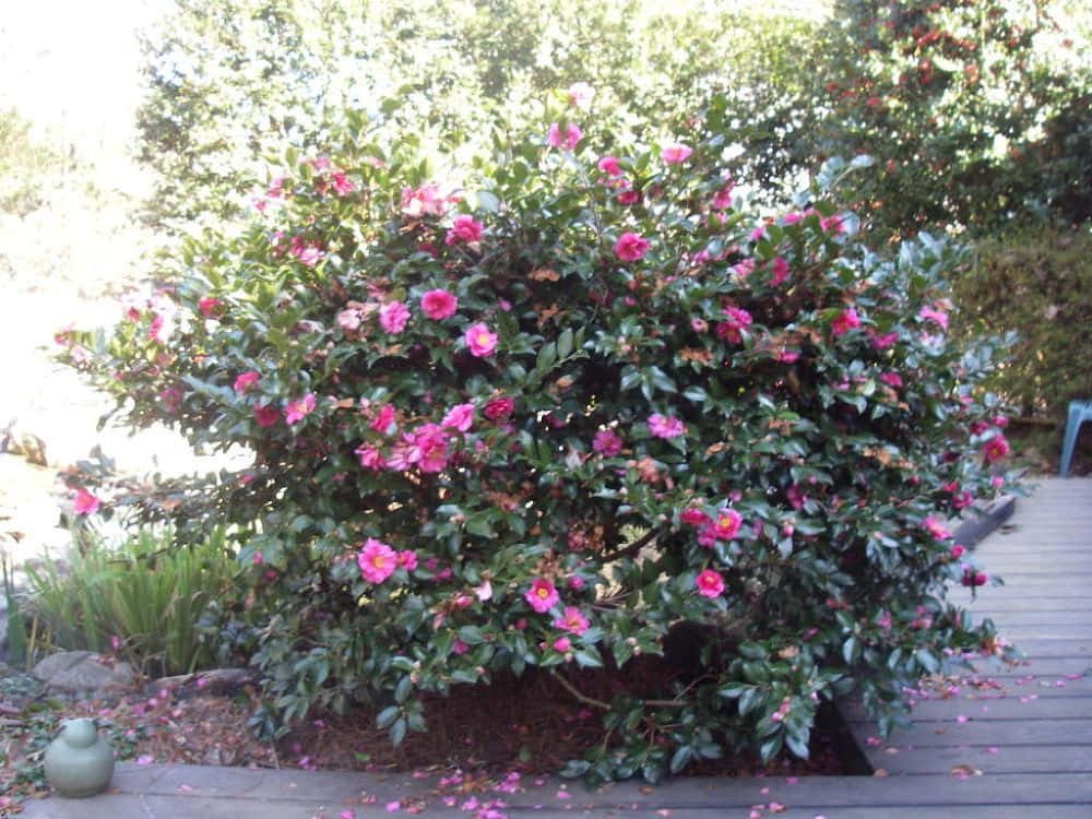 Garden of Camellia Sasanqua