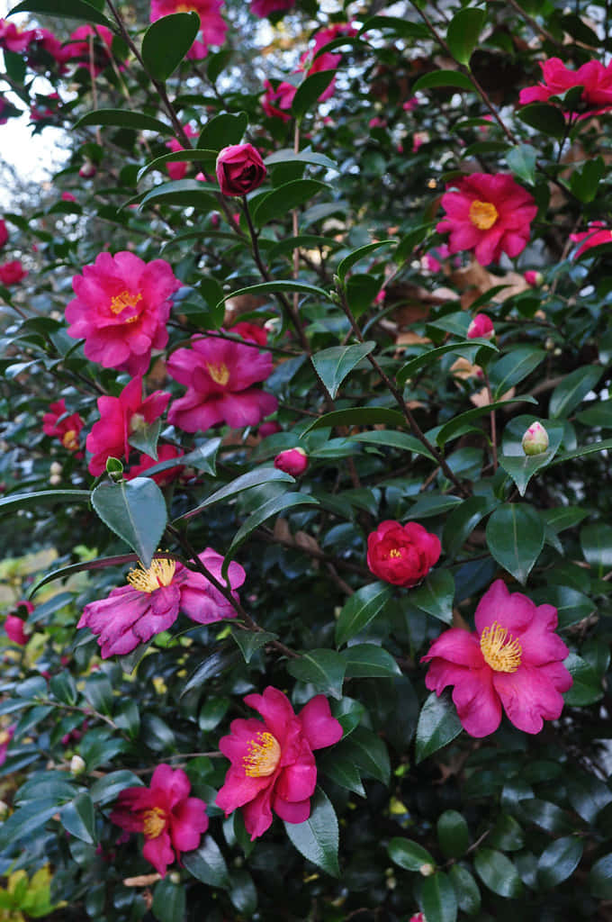Beautiful Camellia Sasanqua blossoms creating an exquisite pink garden.