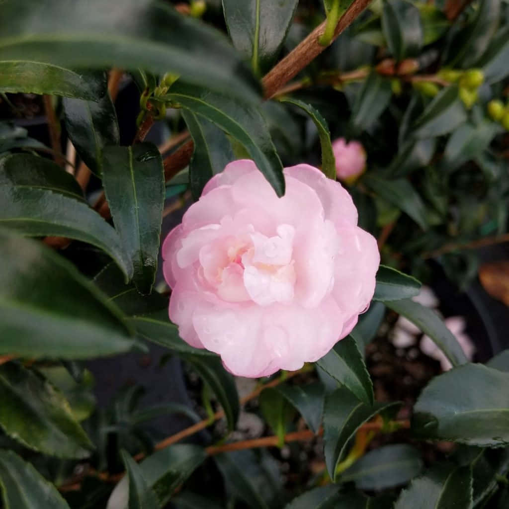 A Pink Camellia Flower Is Growing In A Pot
