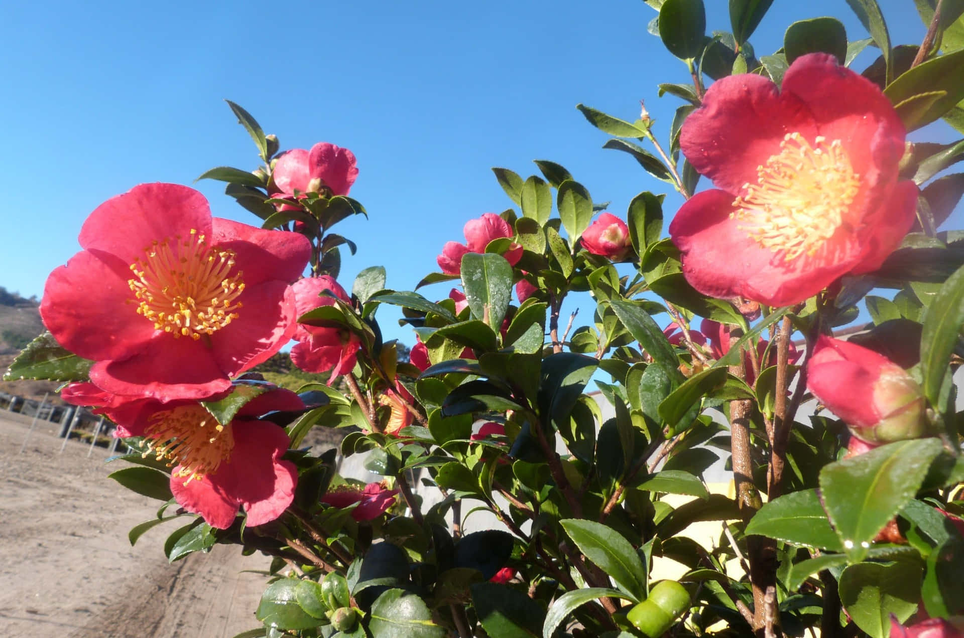 "Enchanting Beauty of the Camellia Sasanqua"