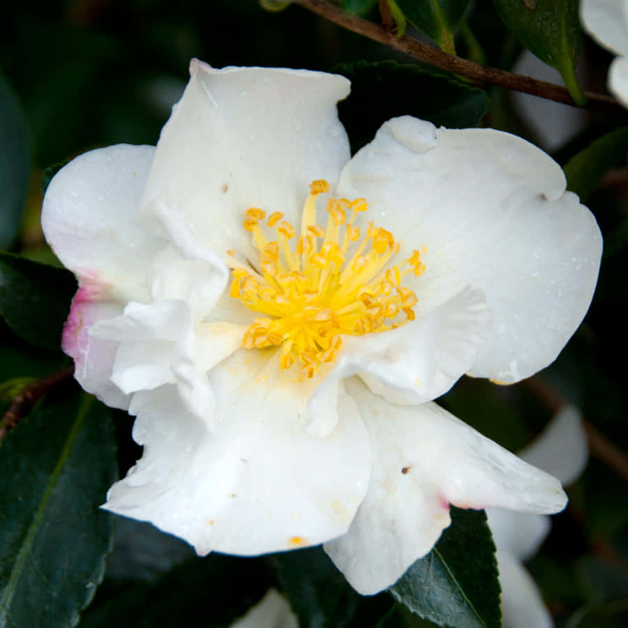 Bellissimacarta Da Parati Floreale Con Camellia Sasanqua