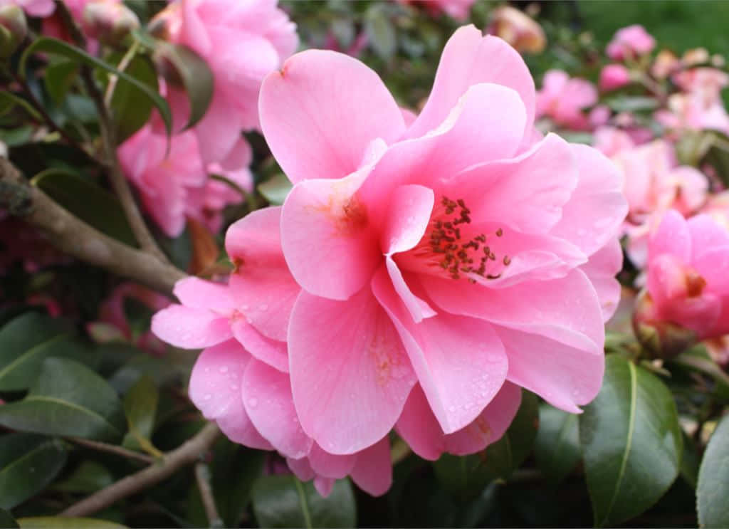 Enlivlig Rosa Camellia Sasanqua Lyser Upp Vilket Utomhusutrymme Som Helst.