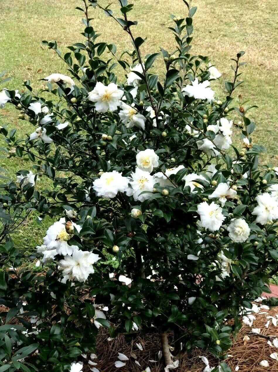 Enensam Camellia Sasanqua Visar Upp Sina Vackra Rosa Kronblad