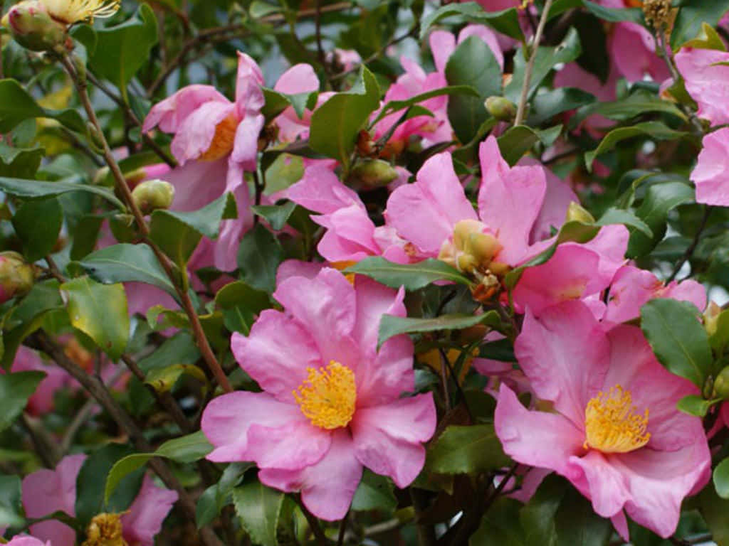 Camellia'sasanqua' - En Rosa Blommande Buske