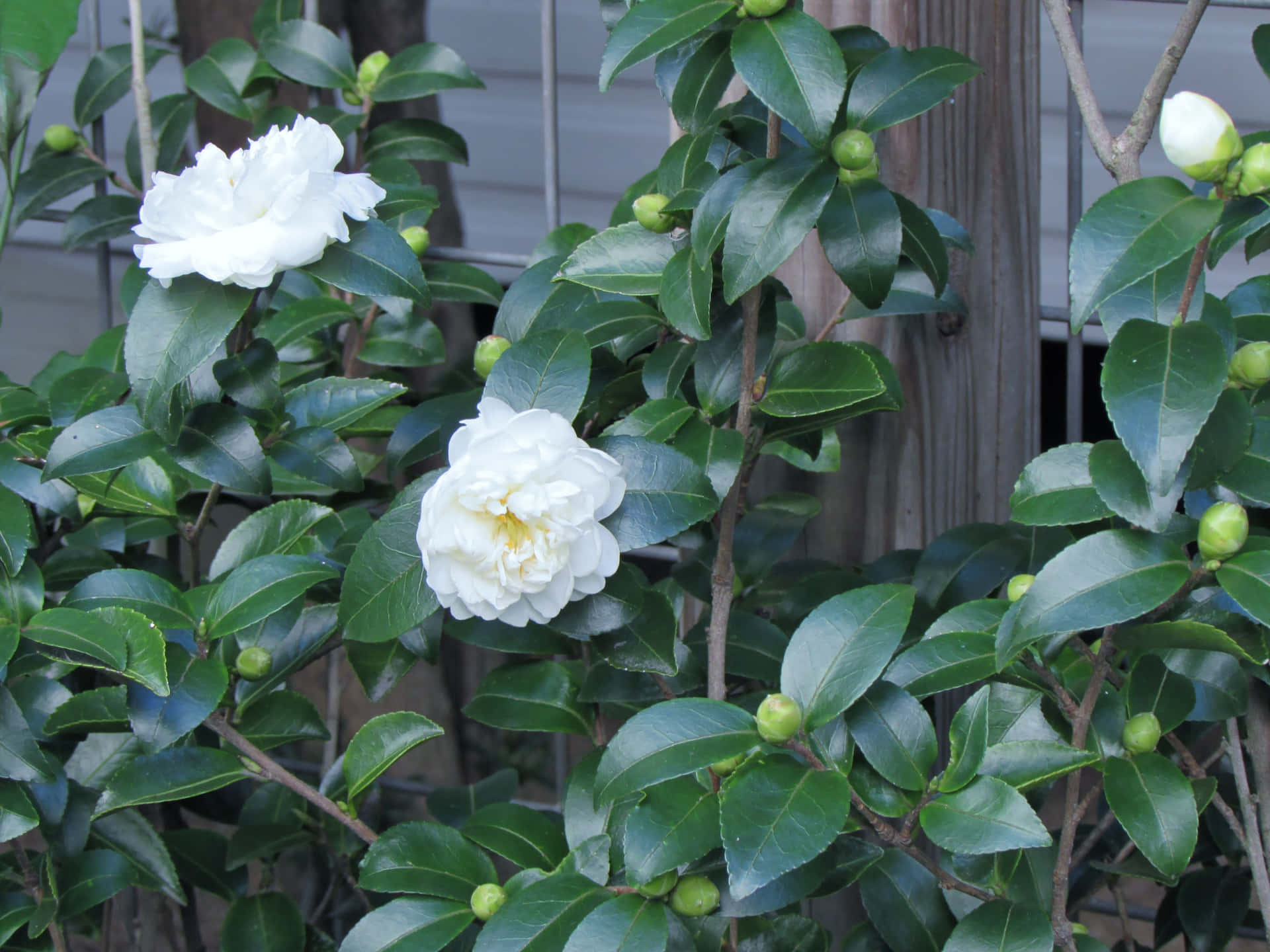 Delikatelyserøde Camellia Sasanqua Blomster