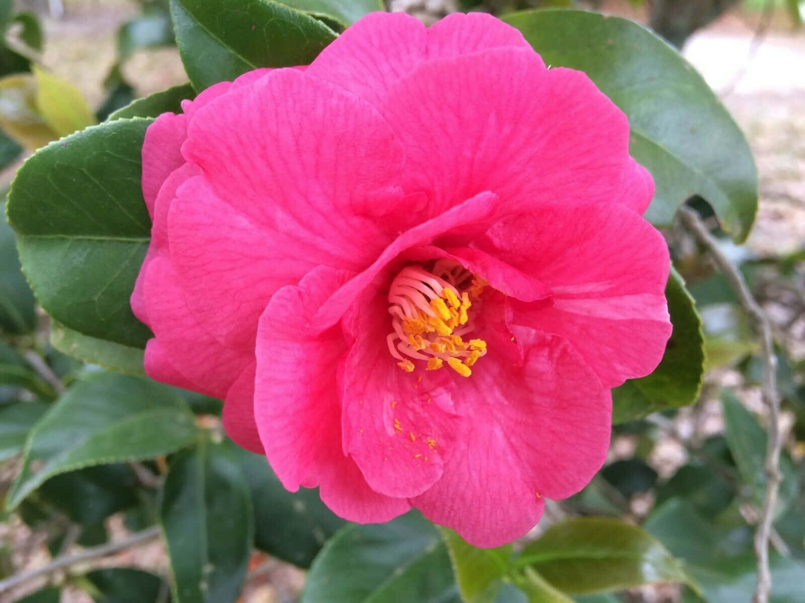Labellezza Della Camellia Sasanqua