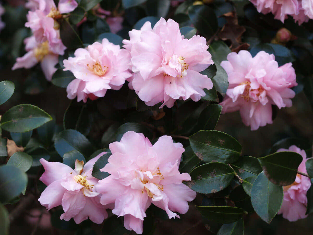 Camellia'stinsonii' - Un Arbusto De Flores Rosadas