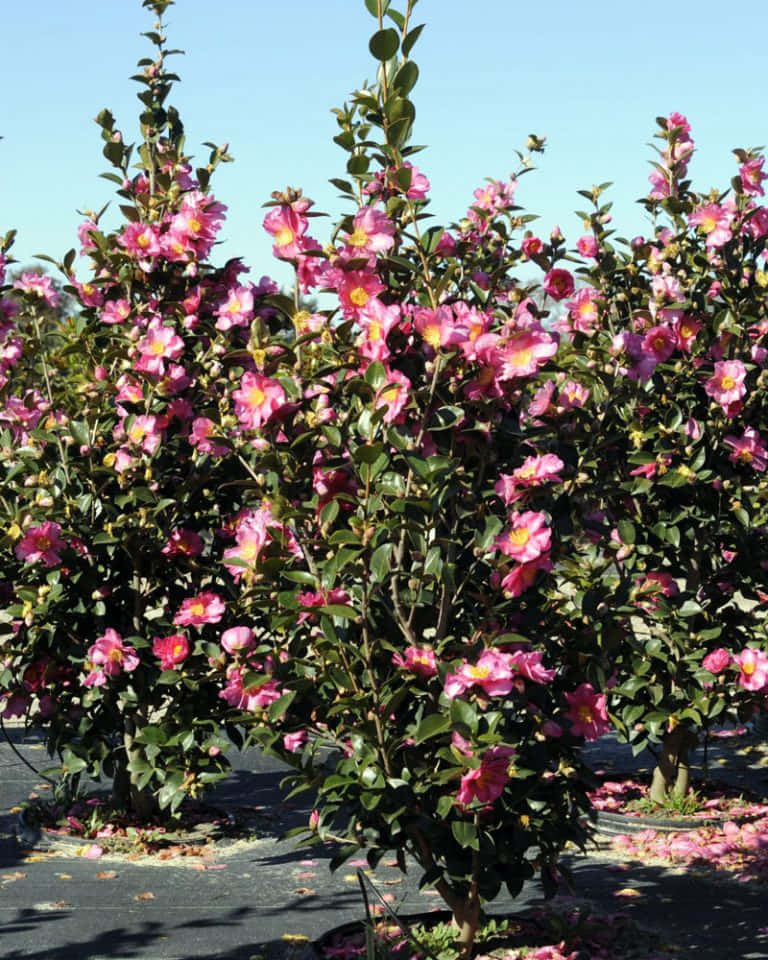 Umgrupo De Flores Cor-de-rosa Num Jardim