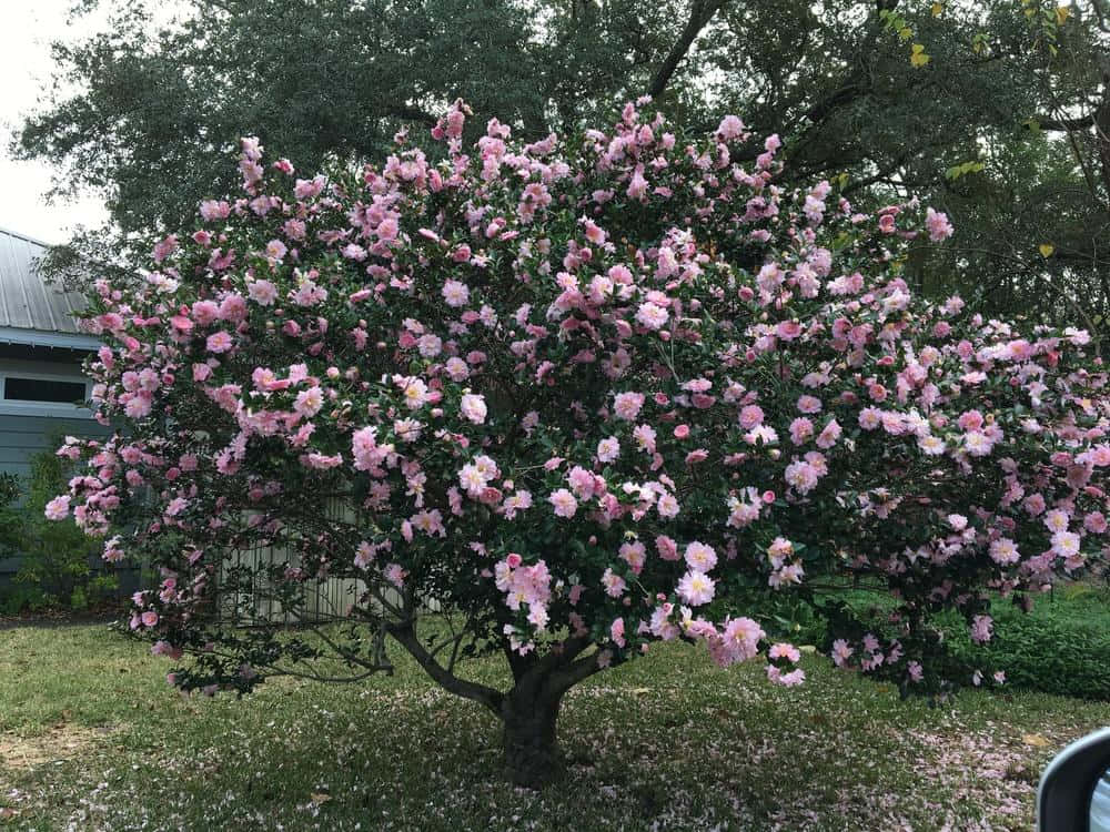 Fragrant Blooms of Camellia Sasanqua