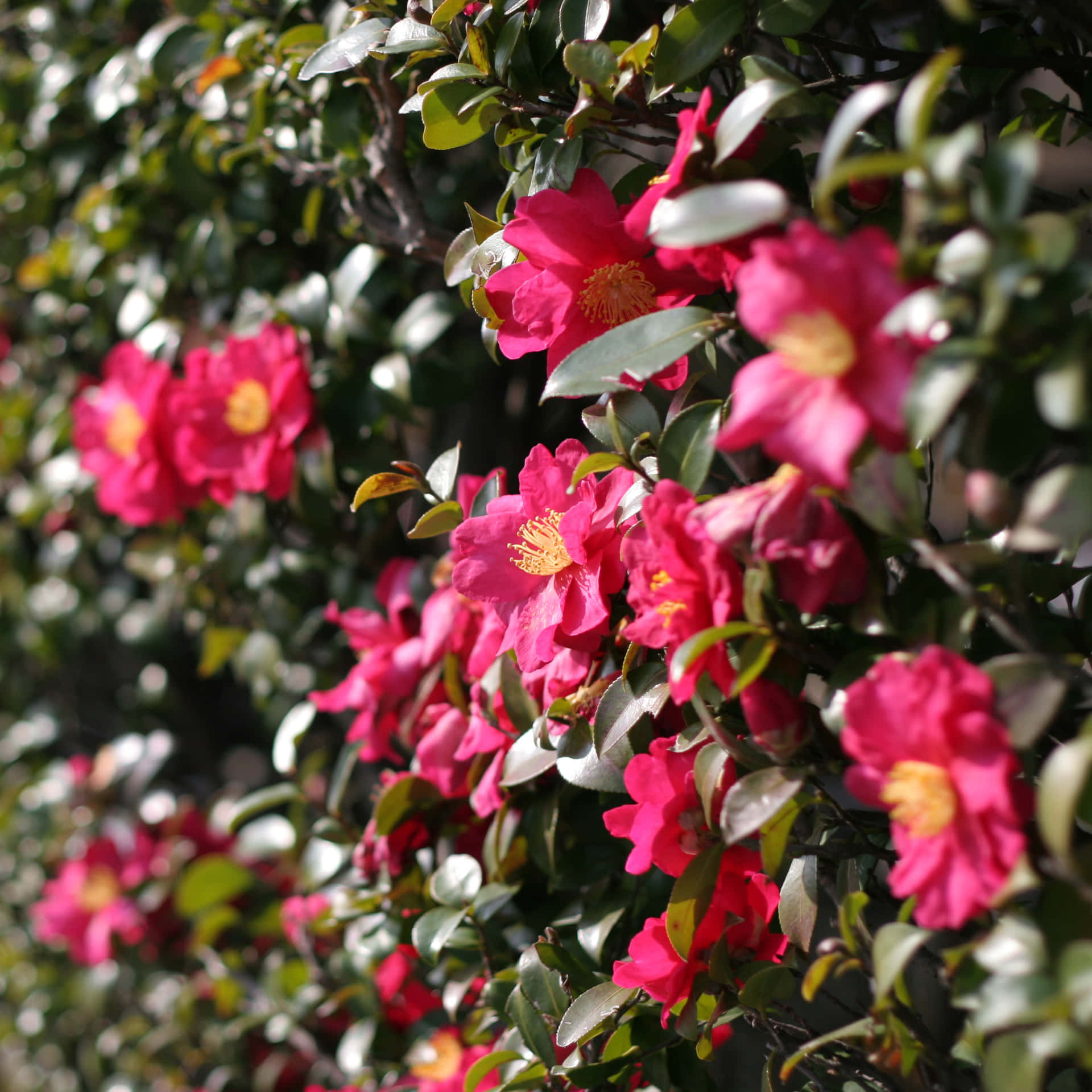 Diewunderschönen Rosa Blütenblätter Einer Camellia Sasanqua Blume.