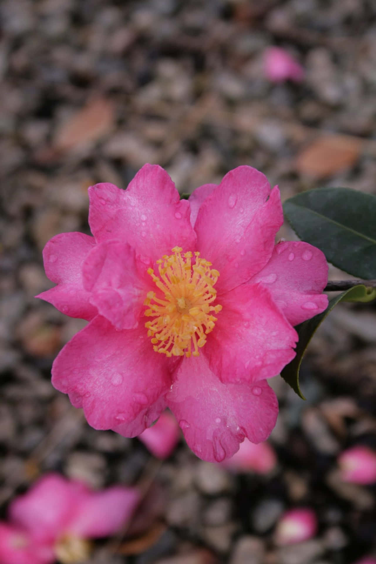 Njutav Skönheten Hos Camellia Sasanqua I Trädgården