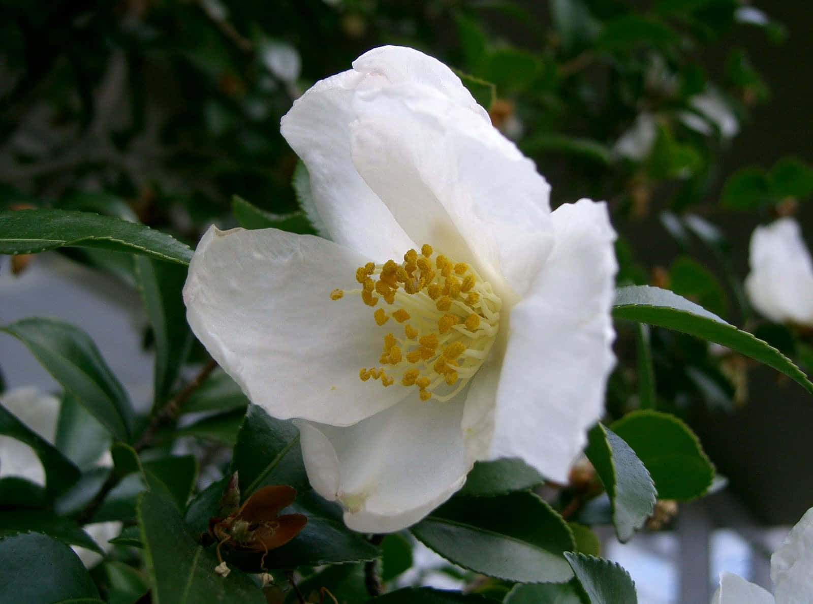 Enjoy the Beauty of Camellia Sasanqua