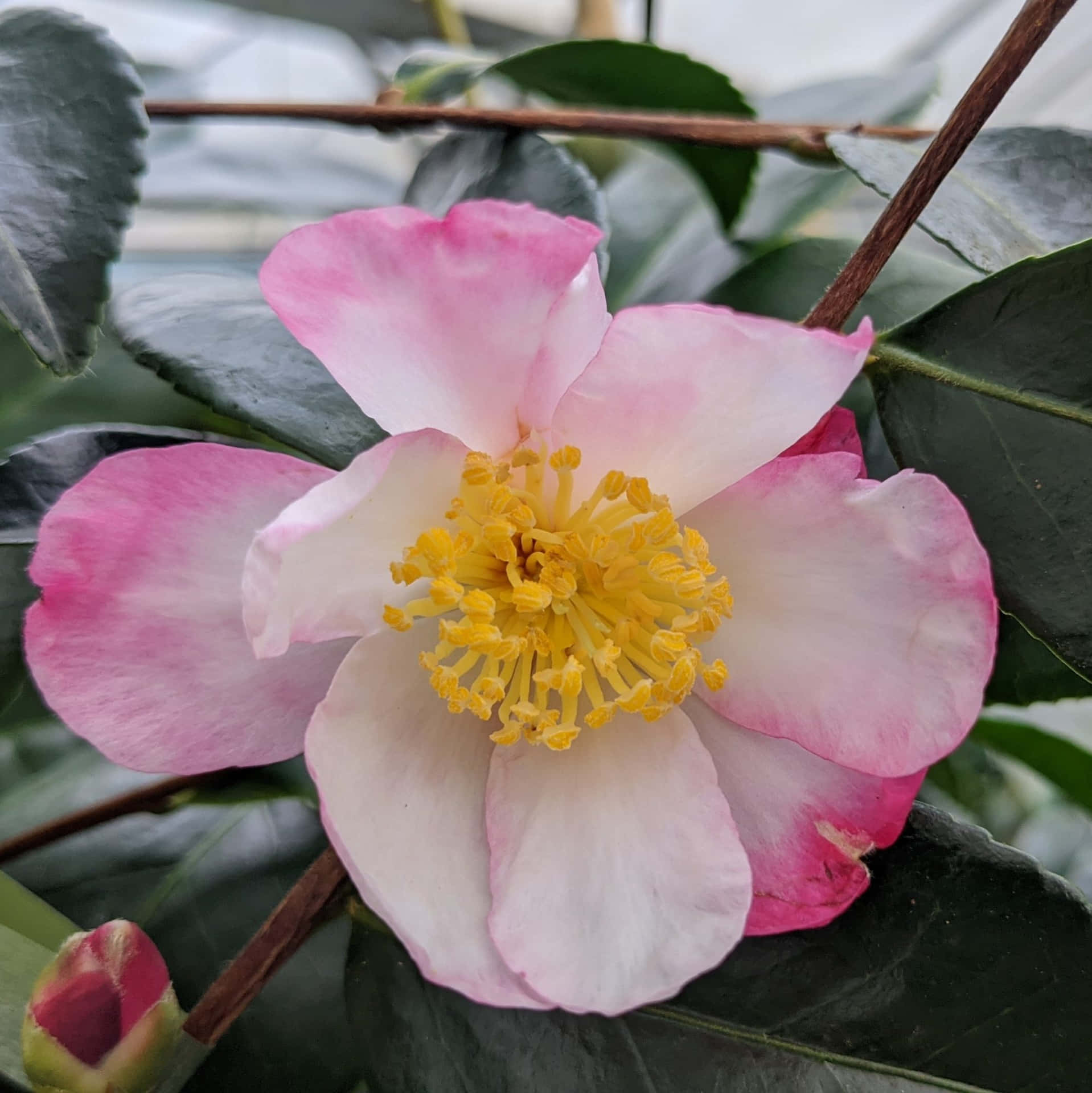 Eineatemberaubende Rosa Camellia Sasanqua Blume