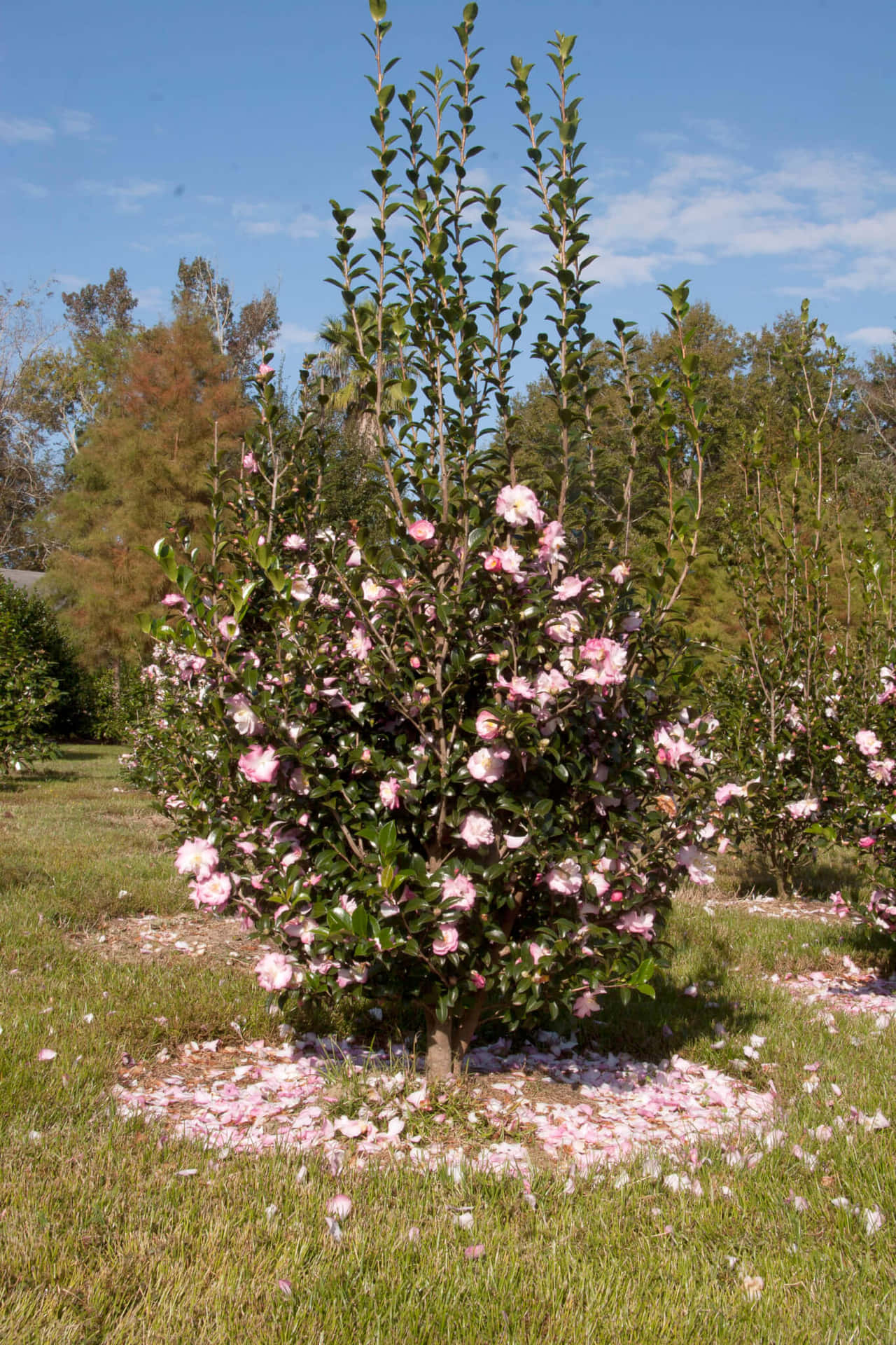 The beautiful pink blossoms of Camellia Sasanqua