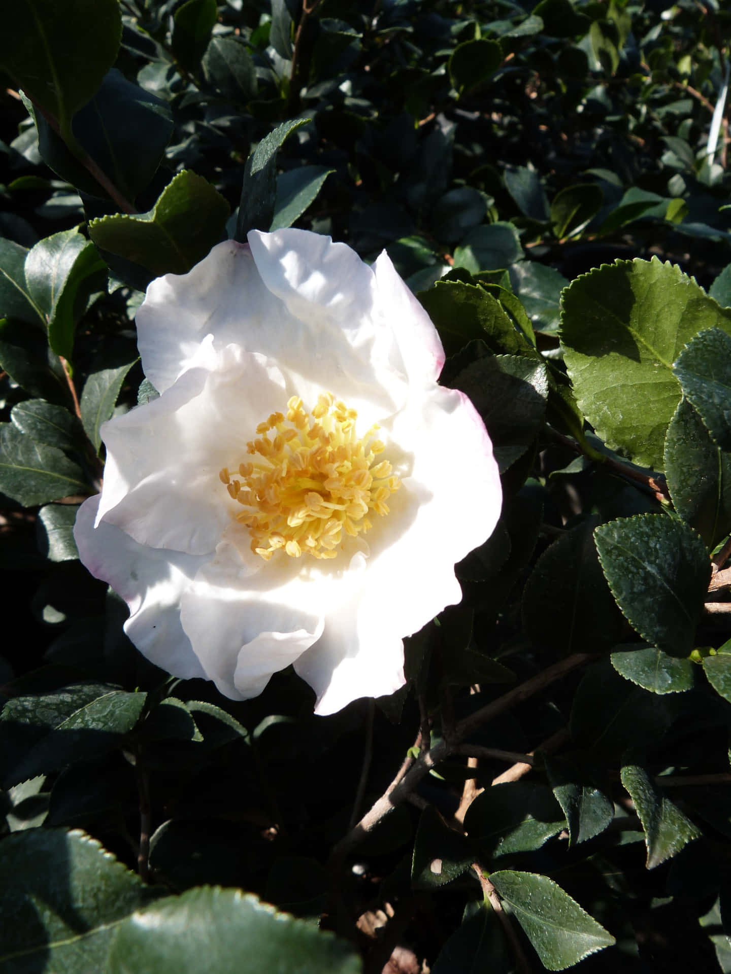 Image  A Blushing Camellia Sasanqua Plant in Full Bloom