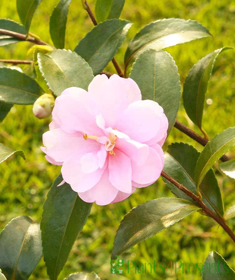 Flowering Camellia Sasanqua - Perfect For Garden Landscaping