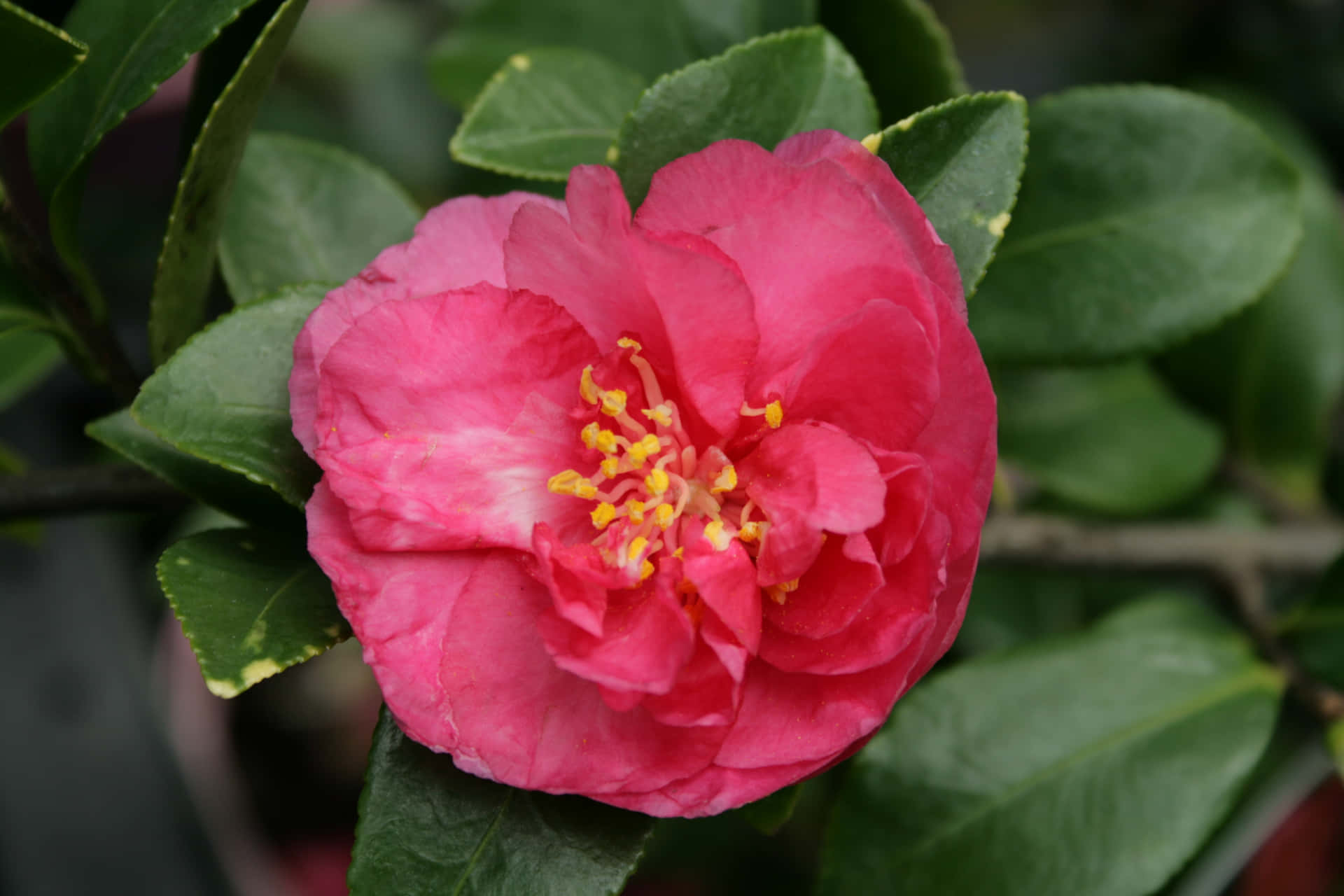 Unahermosa Flor De Camellia Sasanqua En Plena Floración.